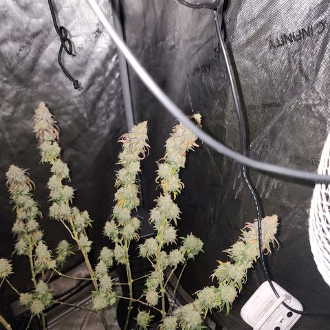 Do Si Dos growlog timeline photo