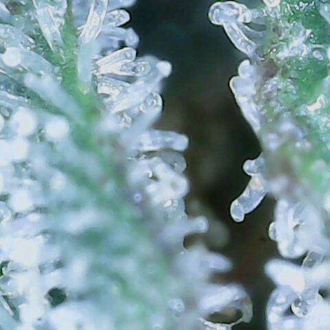 Do Si Dos growlog timeline photo