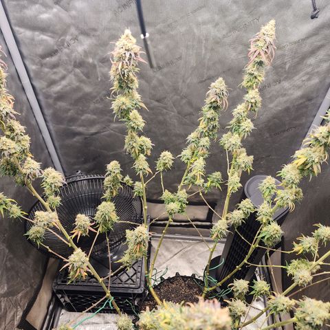 Do Si Dos growlog timeline photo