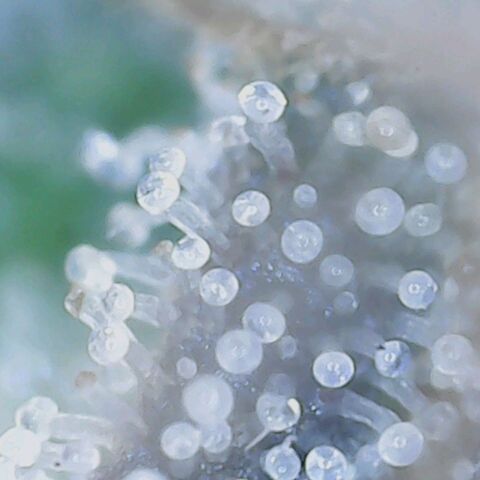 Do Si Dos growlog timeline photo