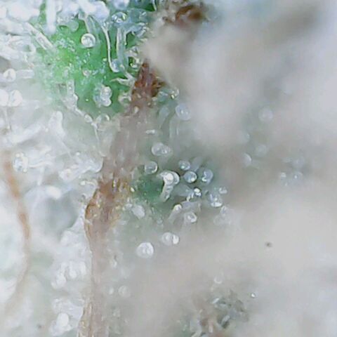 Do Si Dos growlog timeline photo