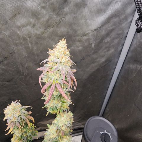 Do Si Dos growlog timeline photo