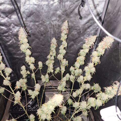 Do Si Dos growlog timeline photo