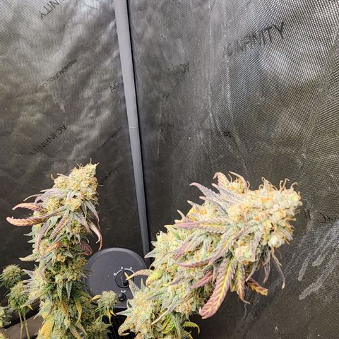 Do Si Dos growlog timeline photo