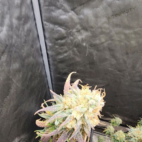Do Si Dos growlog timeline photo
