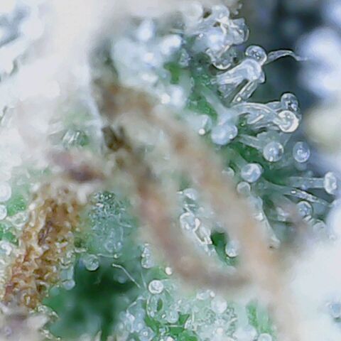 Do Si Dos growlog timeline photo