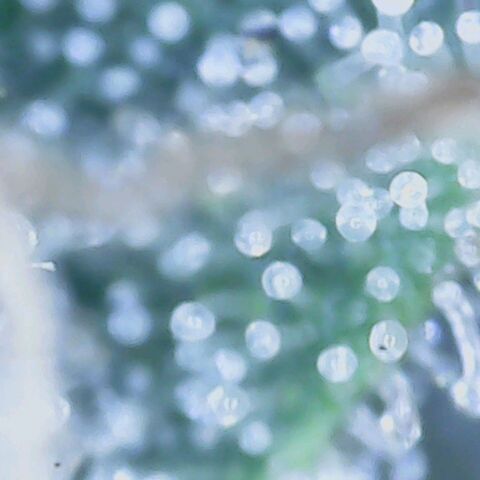 Do Si Dos growlog timeline photo
