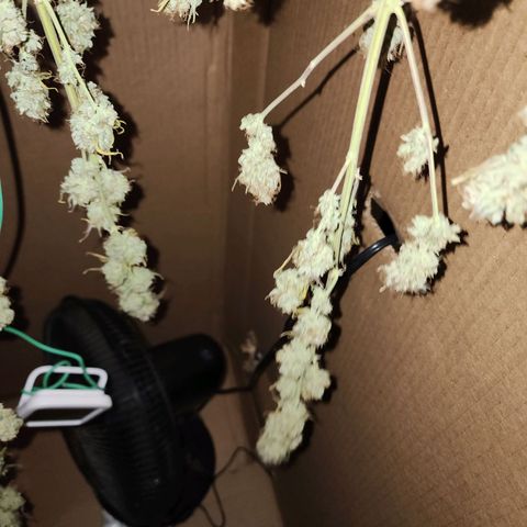 Do Si Dos growlog timeline photo