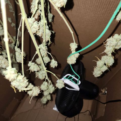 Do Si Dos growlog timeline photo