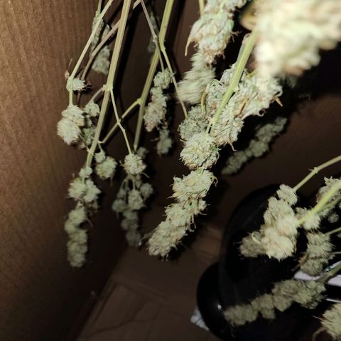 Do Si Dos growlog timeline photo
