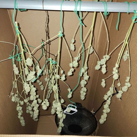 Do Si Dos growlog timeline photo