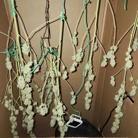 Do Si Dos growlog timeline photo