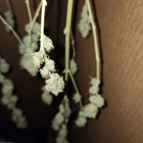Do Si Dos growlog timeline photo