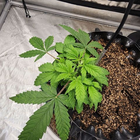 Buddy roe growlog timeline photo