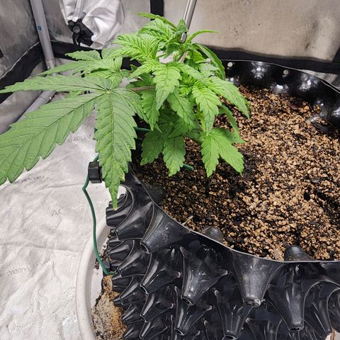 Buddy roe growlog timeline photo