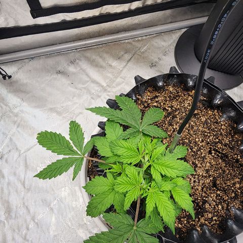 Buddy roe growlog timeline photo