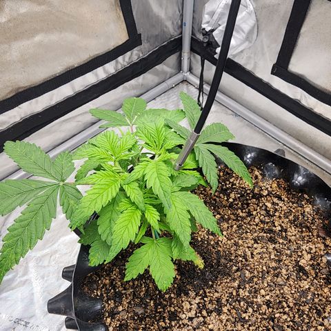 Buddy roe growlog timeline photo