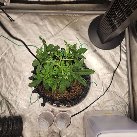 Buddy roe growlog timeline photo