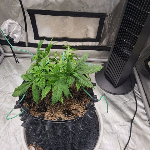 Buddy roe growlog timeline photo