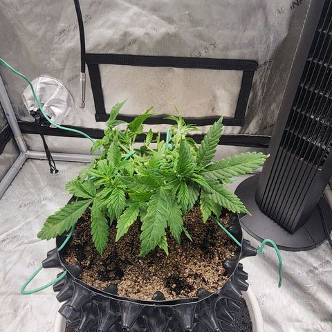 Buddy roe growlog timeline photo
