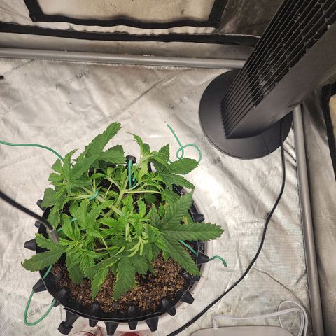 Buddy roe growlog timeline photo