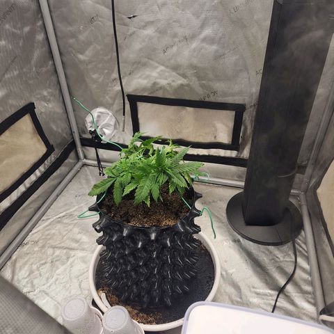 Buddy roe growlog timeline photo