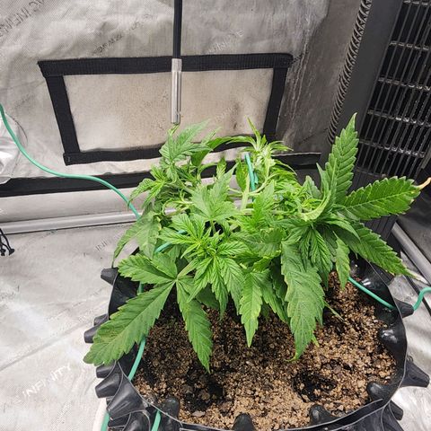 Buddy roe growlog timeline photo