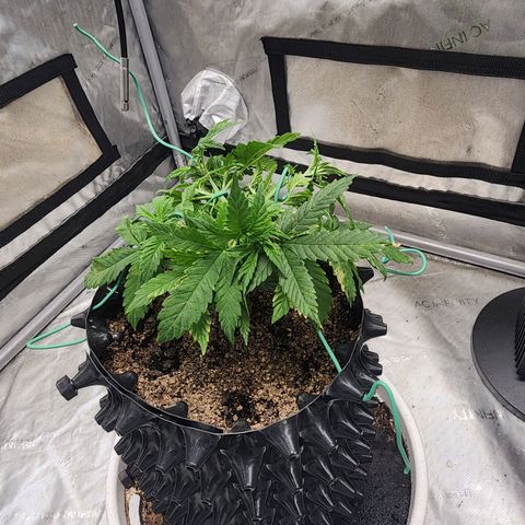 Buddy roe growlog timeline photo