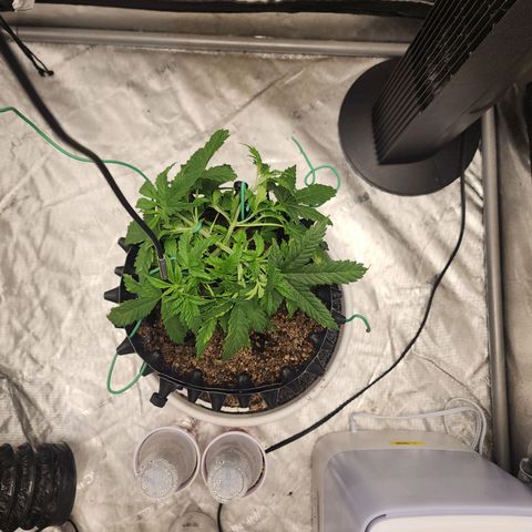 Buddy roe growlog timeline photo