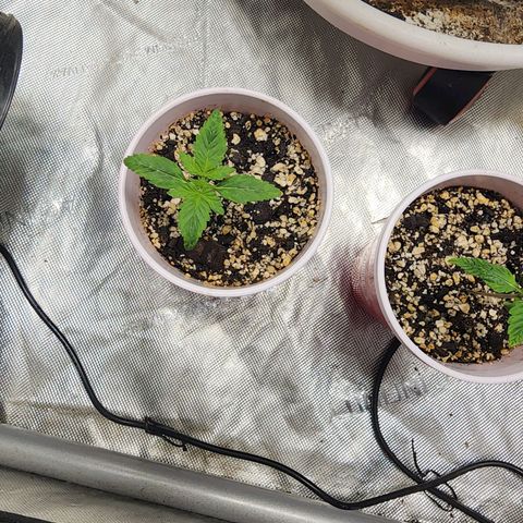 Sweet momma  growlog timeline photo