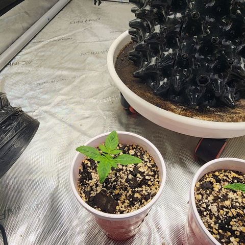 Sweet momma  growlog timeline photo