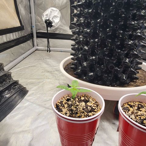 Sweet momma  growlog timeline photo