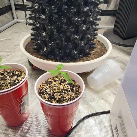 Lady p growlog timeline photo