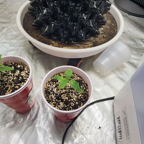 Lady p growlog timeline photo