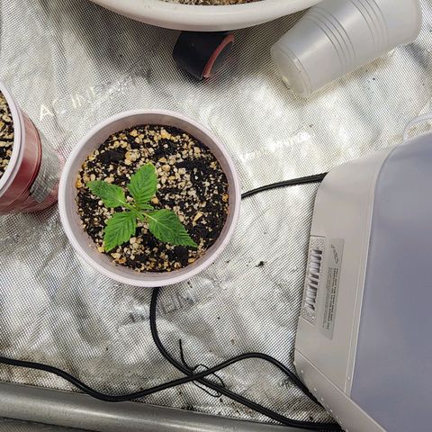 Lady p growlog timeline photo