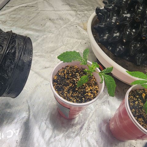 Lady p growlog timeline photo