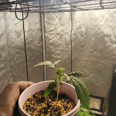 Lady p growlog timeline photo