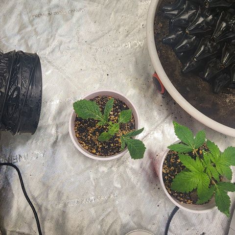 Lady p growlog timeline photo