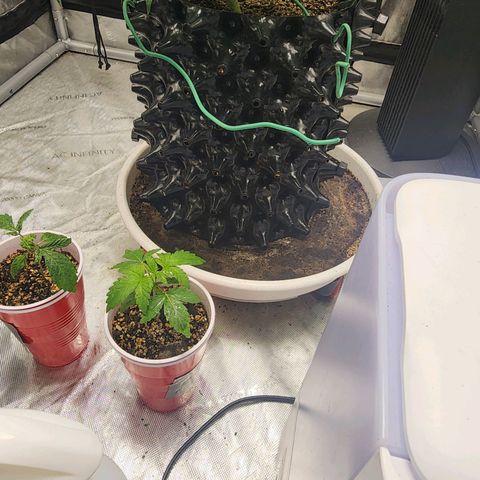 Sweet momma  growlog timeline photo