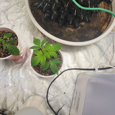 Sweet momma  growlog timeline photo