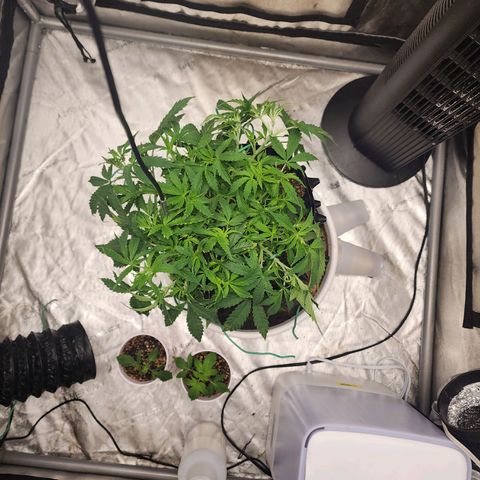 Buddy roe growlog timeline photo
