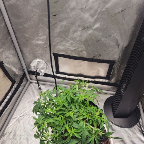 Buddy roe growlog timeline photo