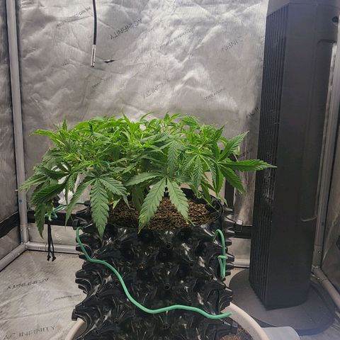 Buddy roe growlog timeline photo