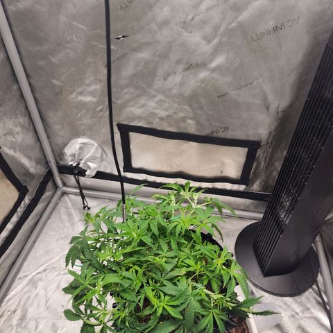 Buddy roe growlog timeline photo