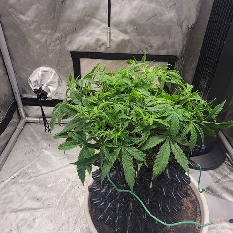 Buddy roe growlog timeline photo