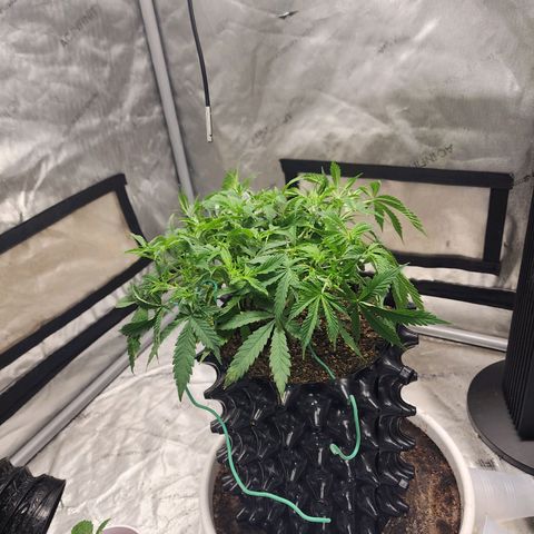 Buddy roe growlog timeline photo