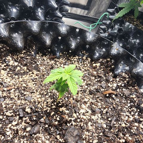 Lady p growlog timeline photo
