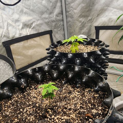 Lady p growlog timeline photo