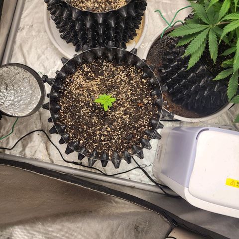 Lady p growlog timeline photo