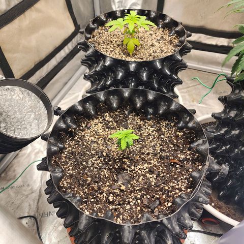 Lady p growlog timeline photo